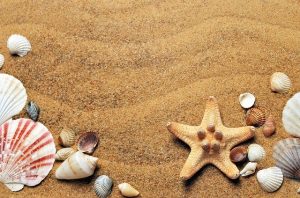 Starfish, shells and sand